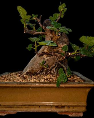 Bonsai Ficus Carica tronco fuso con roccia