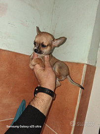 Chihuahua mini toy maschietto