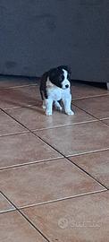 Border collie