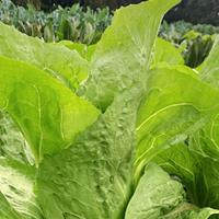 Radicchio pan di zucchero