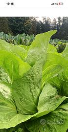 Radicchio pan di zucchero