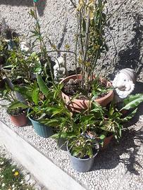 Piante cren (rafano)