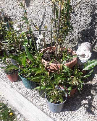 Piante cren (rafano)
