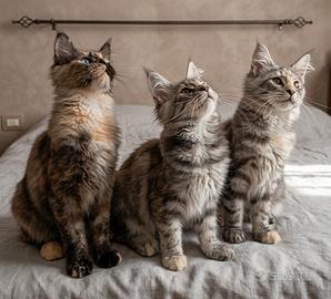Maine coon 