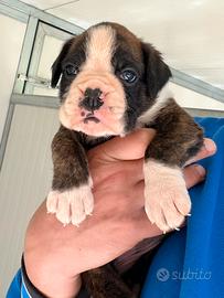 Cuccioli Di Boxer