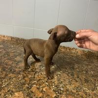 Cuccioli di Pitbull