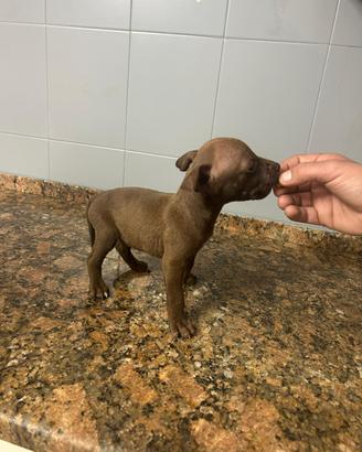 Cuccioli di Pitbull