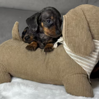 Cuccioli di bassotto tedesco