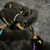 Cuccioli Rottweiler