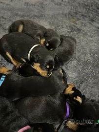 Cuccioli Rottweiler