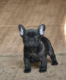 Bulldog francese