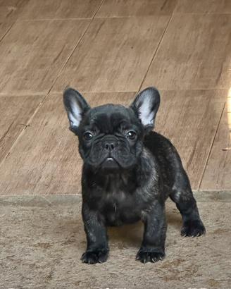 Bulldog francese