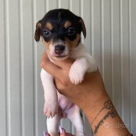 Cucciolo di jack russel di due mesi pura razza