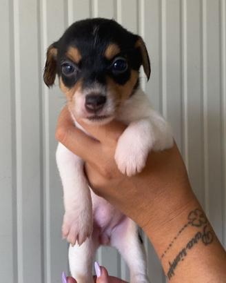 Cucciolo di jack russel di due mesi pura razza