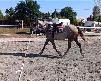 Cavalla