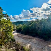 Sughereta produttiva-Calangianus Loc. Miriacheddu