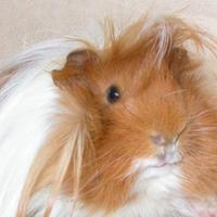 Cavia peruviana