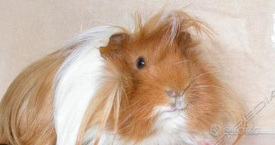 Cavia peruviana