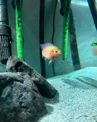 Pesci Malawi Mbuna