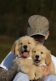 Cuccioli Golden Retriever americano genitori testa