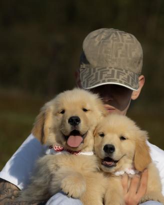 Cuccioli Golden Retriever americano genitori testa