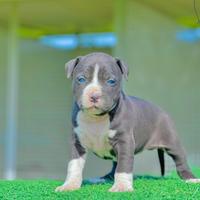 Amstaff blu occhi blu pedigree enci