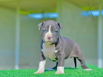 Amstaff blu occhi blu pedigree enci
