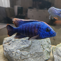 Ciclidi africani malawi