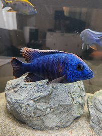 Ciclidi africani malawi