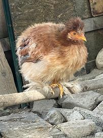 Galline ornamentali Moroseta