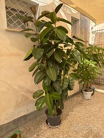 Piante Ficus