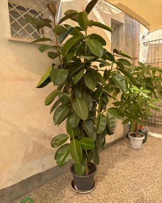Piante Ficus