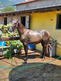 Cavallo Andaluso