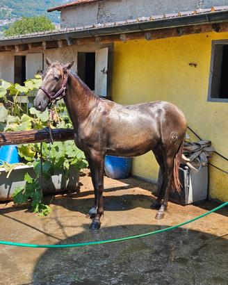 Cavallo Andaluso