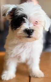 Ultimo cucciolo Maltipoo disponibile