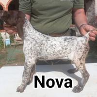 Cuccioli di bracco tedesco