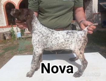 Cuccioli di bracco tedesco