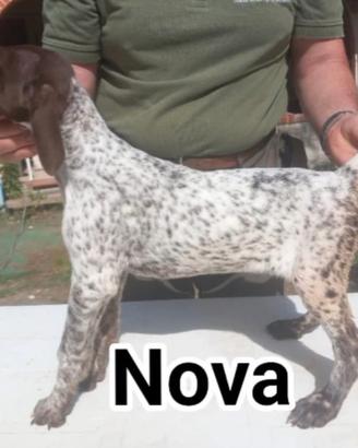 Cuccioli di bracco tedesco