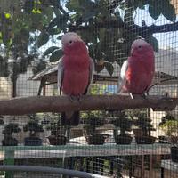 Due Esemplari di Cacatua Rosa