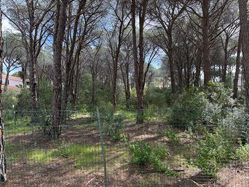 Terreno 1000 mq ex saia