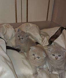 Scottish straight femmina 2,5 mesi