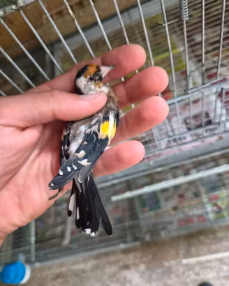 Cardellini nostrani portatori di opale