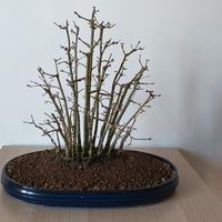 BOSCHETTO DI ACERI YAMAMOMIJI