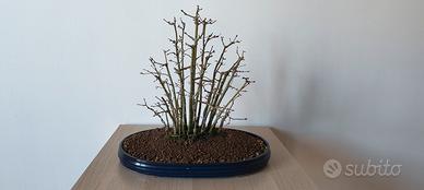 BOSCHETTO DI ACERI YAMAMOMIJI