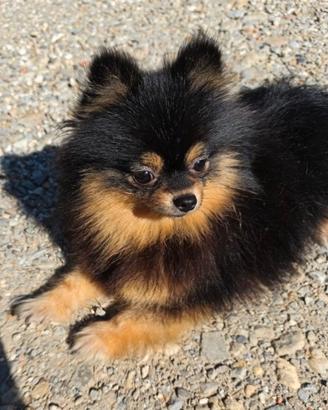 Volpina di Pomerania toy
