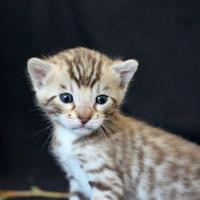 Cuccioli gatto bengala