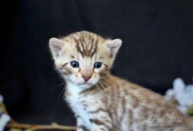 Cuccioli gatto bengala