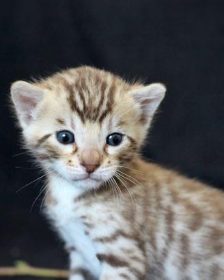 Cuccioli gatto bengala
