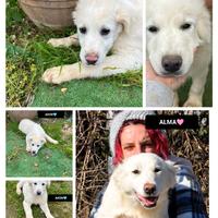 Ador, akon, abel e alfie,