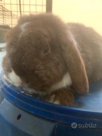 Coniglio Ariete mini loop